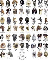 there are all of the mixes of breeds combining looks and