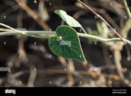 Image result for Pergularia