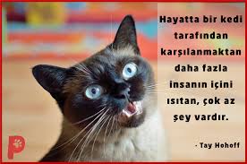 Kapiyi Actiginizda Sizi Karsilayan Bir Kedinin Olmasi Cok Ozel Bir Tecrubedir Kedi Kedisever Kedi Kedi Kopek Kopek