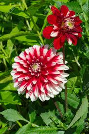 Sit back, smell the roses, and check out these perennial flower pictures. Red White Dahlia Flowers Bloom In The Garden Stock Photo Picture And Royalty Free Image Image 92197335