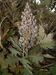 Image result for Bocconia