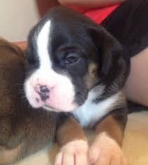 Black And White Boxer Puppy Tricolor Boxer Puppy Callie Boxer Puppies Boxer Dogs Boxer Puppy