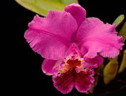 C Mossiae Tokyo Great Valley X Self Orchid Photo Cattleya Orchids