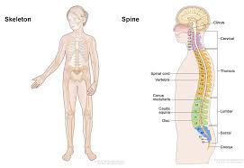 Rare Bone Tumors National Cancer Institute