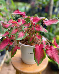 Maybe you would like to learn more about one of these? Caladium Green Thumb Floridablanca