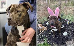 Receive the latest news and breaking updates, straight from our newsroom to your inbox. Meet These Pets Available For Adoption On Long Island