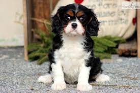 Lola Cavalier Female King Charles Cavalier Spaniel Puppy Cavalier King Charles Dog Cavalier King Charles Spaniel Tricolor