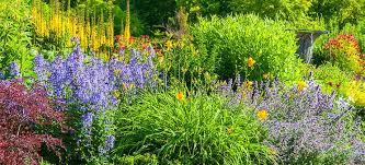 Check spelling or type a new query. 12 Full Sun Perennials That Bloom All Summer Breck S