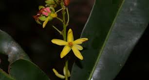 Image result for Ochnaceae