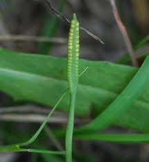 Image result for Ophioglossum vulgatum