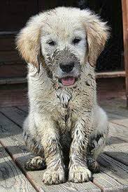 Pin By Suzan Kurtulus On Cuteness Cute Dogs Dogs Puppies