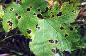 Maple Tree Diseases Common Problems With Maples The Tree Center