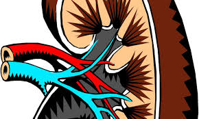 Drug Therapy From Lethal Bacteria Could Reduce Kidney Transplant Rejection Rejection is a normal reaction of the body to a foreign object. reduce kidney transplant rejection