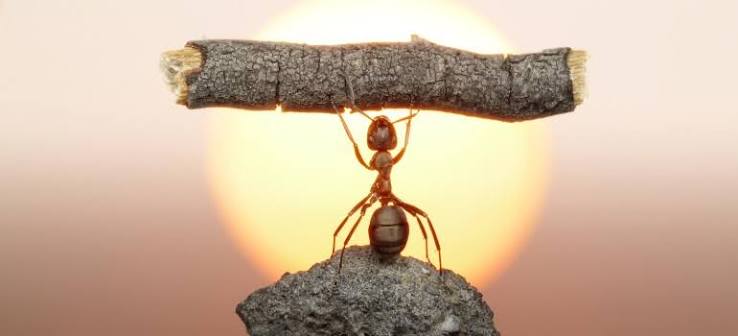 Interesting Facts About Ants | Weird And Amazing Ant Facts