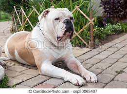 Visits:36411 ch, jr ch ocobo candy king x meljane bulldogs miracle sophie. Big American Bulldog White American Bulldog Im Hof Des Hauses Die Amerikanische Bulldogge Ist Ein Stammiger Gut Gebauter Canstock