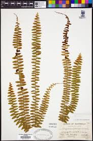 Image result for Melpomene flabelliformis