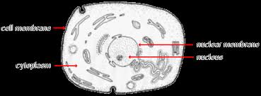 We did not find results for: Biological Basis Of Heredity Basic Cell Structures