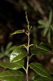 Image result for Rhamnus prinoides