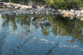 I have selected what i think to be the best dimensions Tavernier Florida Key Largo Bird Sanctuary Wild Bird Sanctuary Birds By Maicol Diaz Photo Stock Snapwire