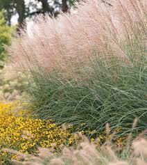 A privacy screen is made of one or a mixture of taller growing shrub and/or tree varieties that grow 10 to 50 feet or more in height and are planted in straight or curved single or staggered rows to create a visual, sound and/or wind buffer. Prettiest Ornamental Grasses To Plant In Your Landscape Better Homes Gardens