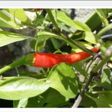 This even works for deep cuts that are a serious cause for concern … Capsaicin Content In Analyzed Chilli Peppers Mg 100 G Fresh Weight Download Scientific Diagram