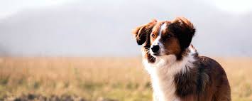 Gleichzeitig merkten die menschen, dass sie selbst mit der anwesenheit der (wolfs. Die Besten Zitate Und Spruche Uber Hunde Myzitate