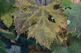 Image result for Pseudopeziza tracheiphila