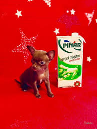 Xxs Cikolata Erkek Sivava Chihuahua Yavru Kopek Petcim Com Chihuahua Yavru Kopek Kopek