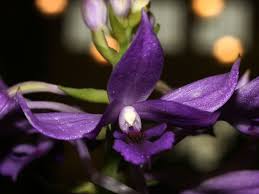 Image result for Calanthe sylvatica