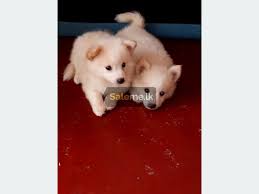 #dogprice#doglovers#2020dog price in srilanka 2020thank you everyone. Pets Lion Pomeranian Puppies In Colombo 6 Saleme Lk