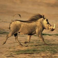 African Animal Pictures African Animals Photography Africa Animals African Animals