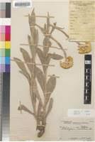 Image result for Helichrysum acutatum