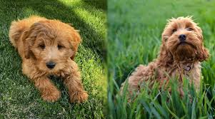 This price range depends on factors which will be discussed further in this article. Goldendoodle Vs Cockapoo Breed Differences And Similarities