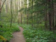 Dreamstime is the world`s largest stock photography community. Meanderthals Schoolhouse Gap Trail To Whiteoak Sink Great Smoky Mountains National Park