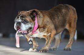 So if you're in minnesota and you like the look of our happy and healthy dogs, then don't fear! Zsa Zsa The English Bulldog World S Ugliest Dog Dies At 9 The New York Times