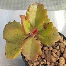 Image result for Kalanchoe brachyloba