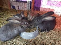 Scarlett/Dooley import babies are 8 days old today!!! We kept it quiet  until we knew all would be good! · Northern Rock Giants · Facebook