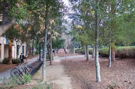 Once the root ball shifts and the tree trunks yield under your pressure, pack the soil with your feet to stabilize the root ball. Pinus Pine Notes Trees Of Stanford Environs