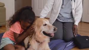 Check spelling or type a new query. At Home Dog Euthanasia Cost Off 72 Www Usushimd Com