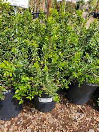 Image result for Myrtus communis