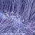 Dog Lice Treatment