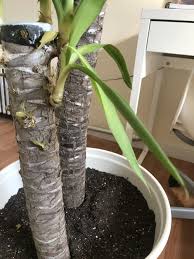 Houseplants Forum Yucca Elephantipes Root Rot Garden Org