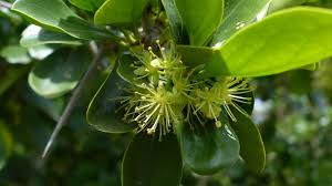 Image result for Dovyalis afra