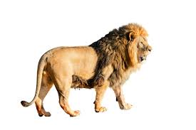 African Lion Facts: Habitat, Diet, Behavior