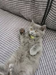 مرحب ا أبيع قططتي الاسكتلندية الرائعة Cats Animals Ads
