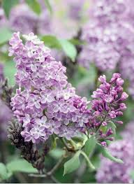 When The Lilac Opens Its Magnificent Blossoms In May And We In Her Fragrance Blossoms Fragrance Garten Lila Flieder Schneiden Flieder Pflanzen Flieder