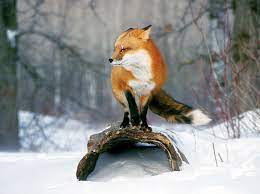 Maine's Wildlife Uses Different Strategies To Deal With Winter | IFW Blogs