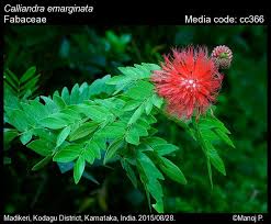 Image result for Calliandra haematocephala