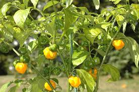 Add to traditional szechuan, thai, or other asian recipes. Japones Capsicum Annuum Variedad De Chile Variedades De Chile