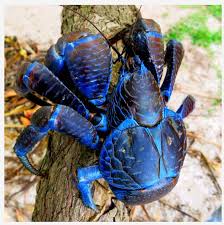 Coconut Crab The Coconut Crab Is The Only Species Of The Genus Birgus And Is Related To The Terrestrial Hermit Crabs Of The G Hayvan Hayvanlar Hayvanlar Alemi